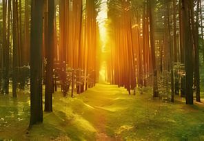 Cultivating Inner Harmony: The Art of Mindful Living