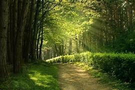 The Path to Financial Freedom: Strategies for Building Wealth