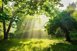 Cultivating Gratitude: Finding Joy in Everyday Moments