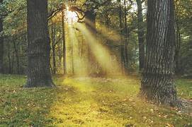 Harnessing the Power of Mindfulness: Cultivating Presence in Everyday Life